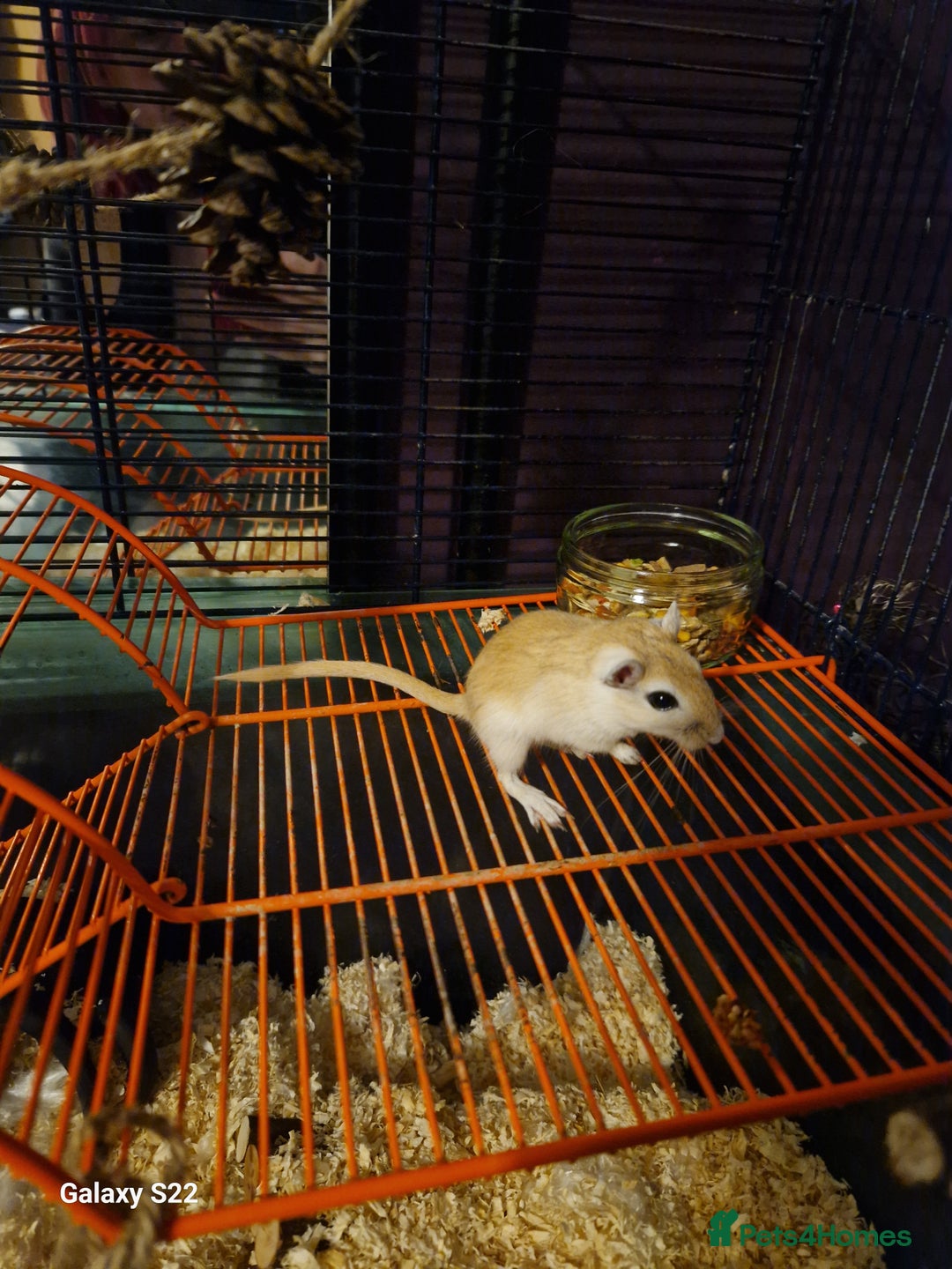 Gerbil rodents for sale: 2 female Gerbils - Image 1