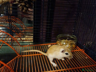 Gerbil rodents - Advert 6