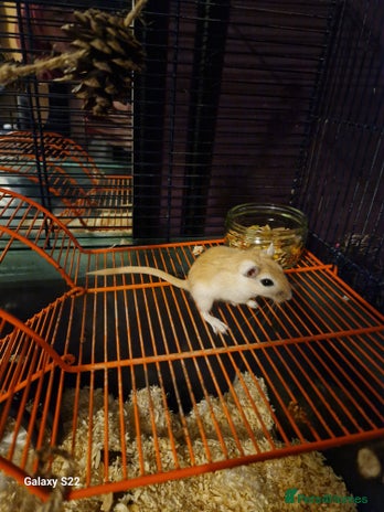 Gerbil rodents - Advert 5