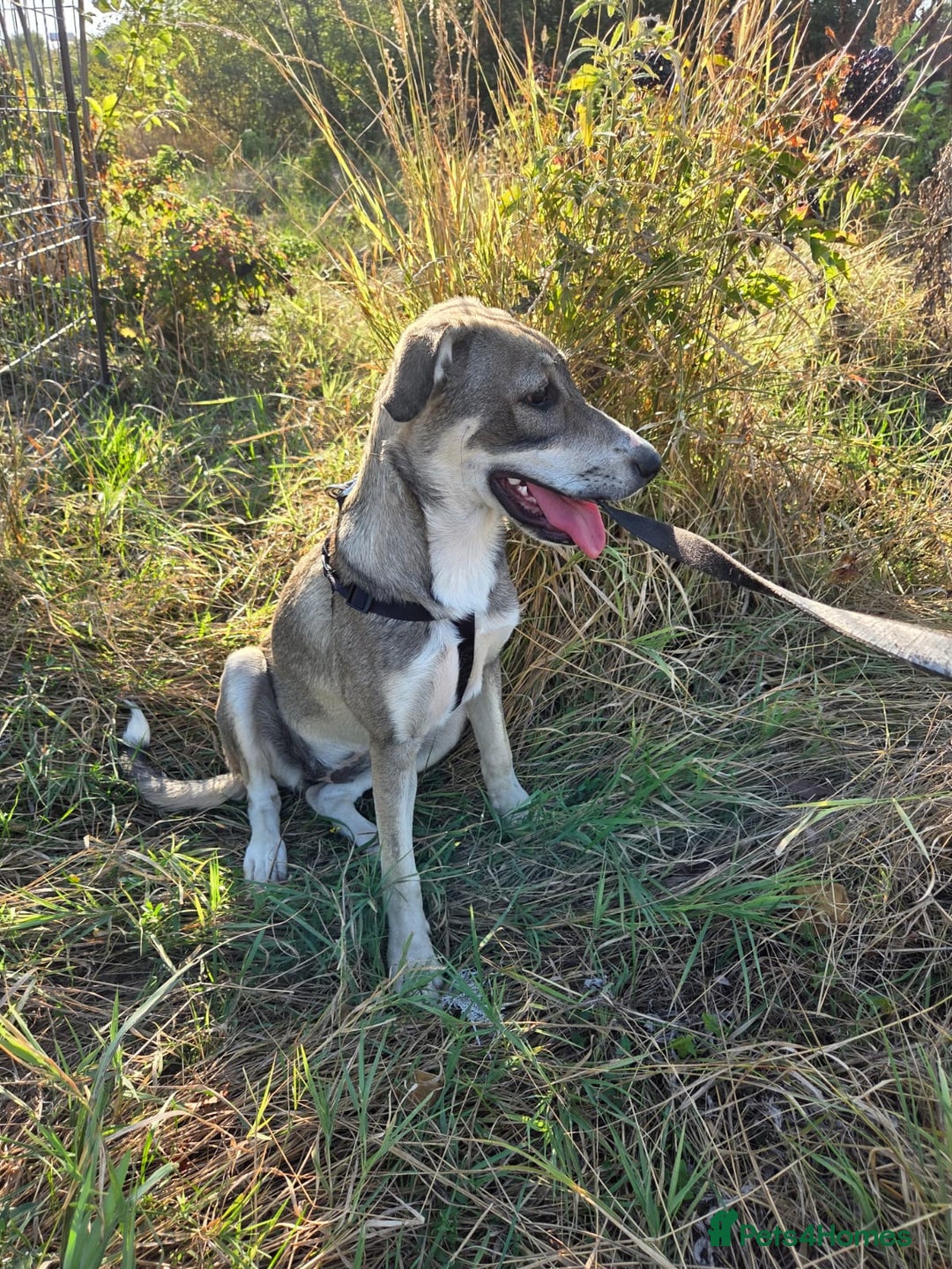 Mixed Breed dogs for adoption: ROXANA - a Sweet & young Girl - for a Loving Home - Advert 3