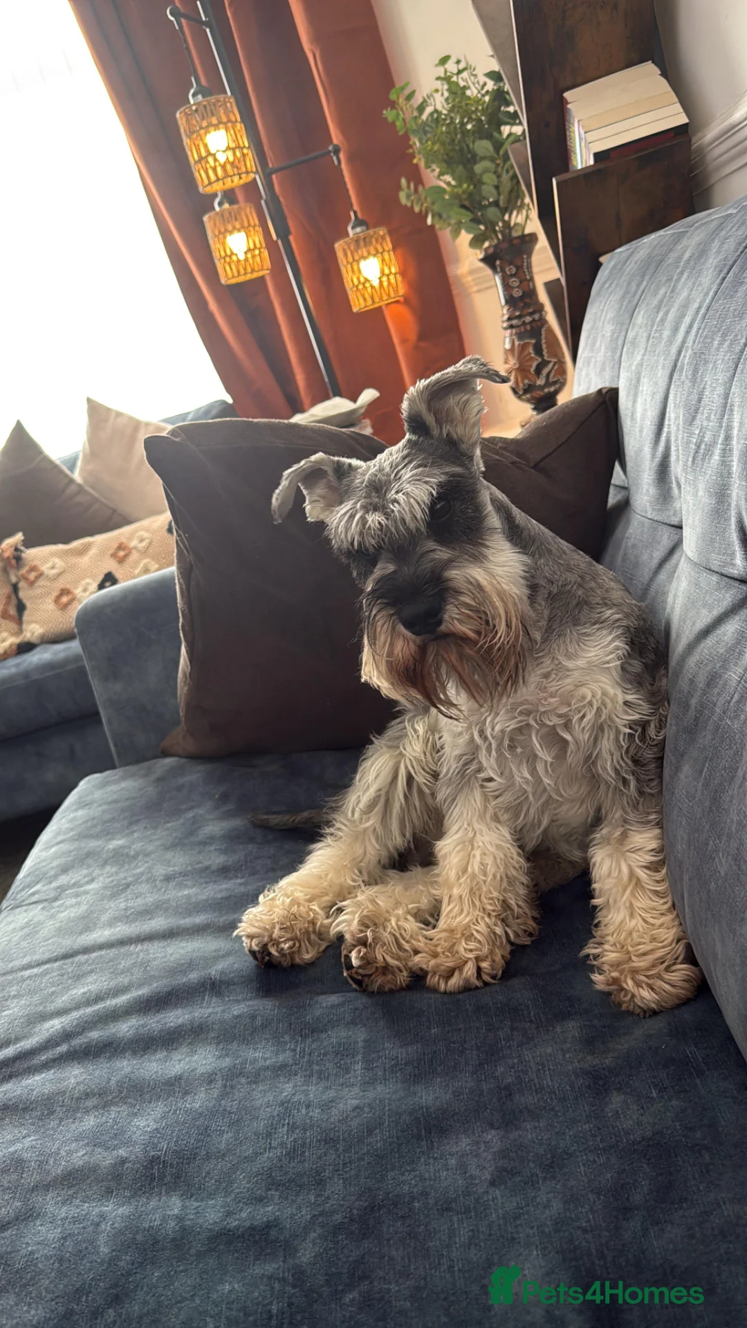 Miniature Schnauzer dogs for sale: Beautiful 2 year old male miniature schnauzer  - Advert 2