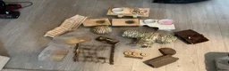 Mouse rodents for sale: 5 female mice with cage set up  - Advert 8