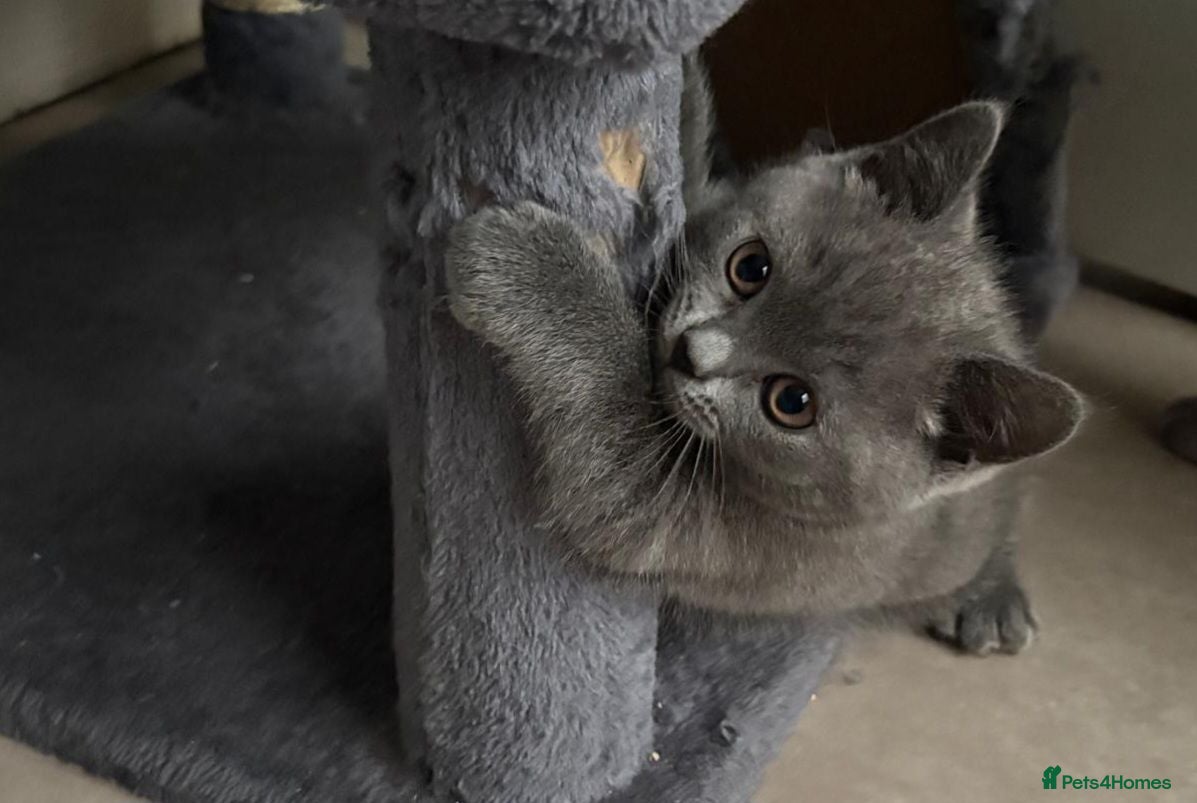 British Shorthair cats REDUCED British Shorthair Kitten READY NOW! - Advert 2
