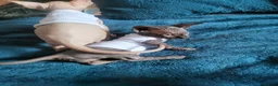 Sphynx cats for sale: Last Canadian Sphynx looking for his forever home - Advert 31