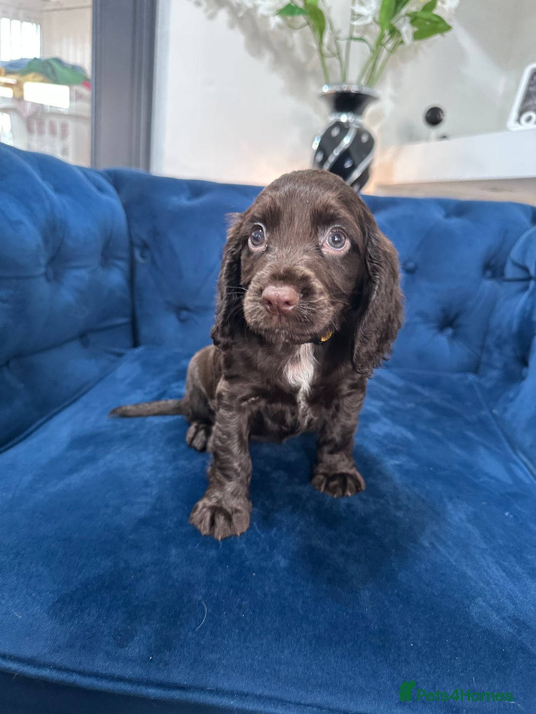 Cocker Spaniel dogs for sale: Beautiful litter of cocker spaniel pups 4 left  - Image 39