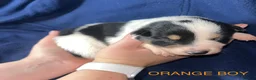 Border Collie dogs for sale: GORGEOUS BORDER COLLIE PUPPIES - Advert 8