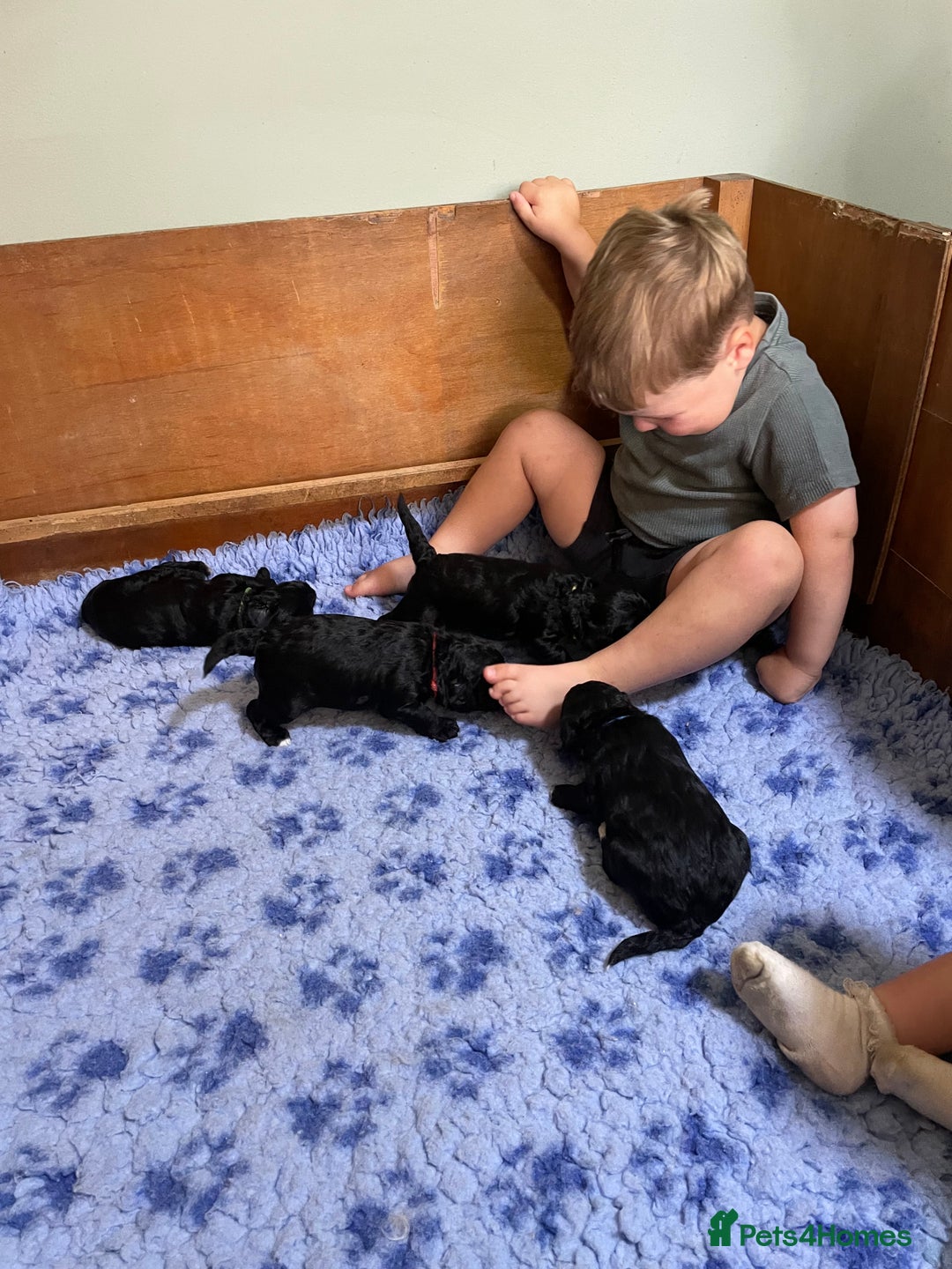 Cockapoo dogs for sale: Very Similar to the cockapoo Sproodle puppies - Image 22