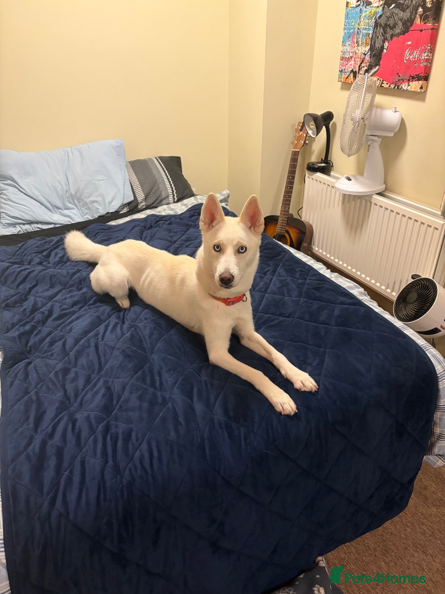 Siberian Husky dogs Blue  - Advert 1