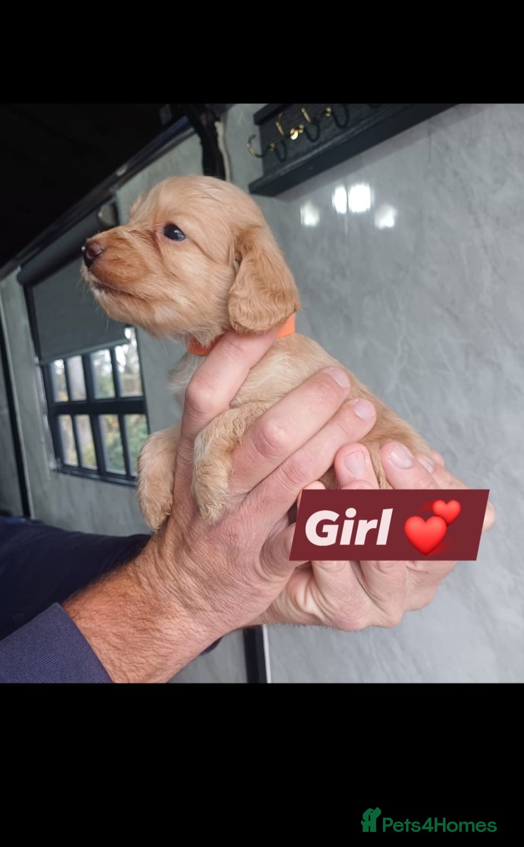 Cockapoo dogs for sale: Adorable Cockapoo’s - Image 5