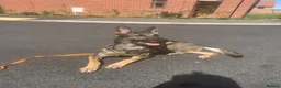German Shepherd dogs for sale: Buster  in Maidstone - Advert 2