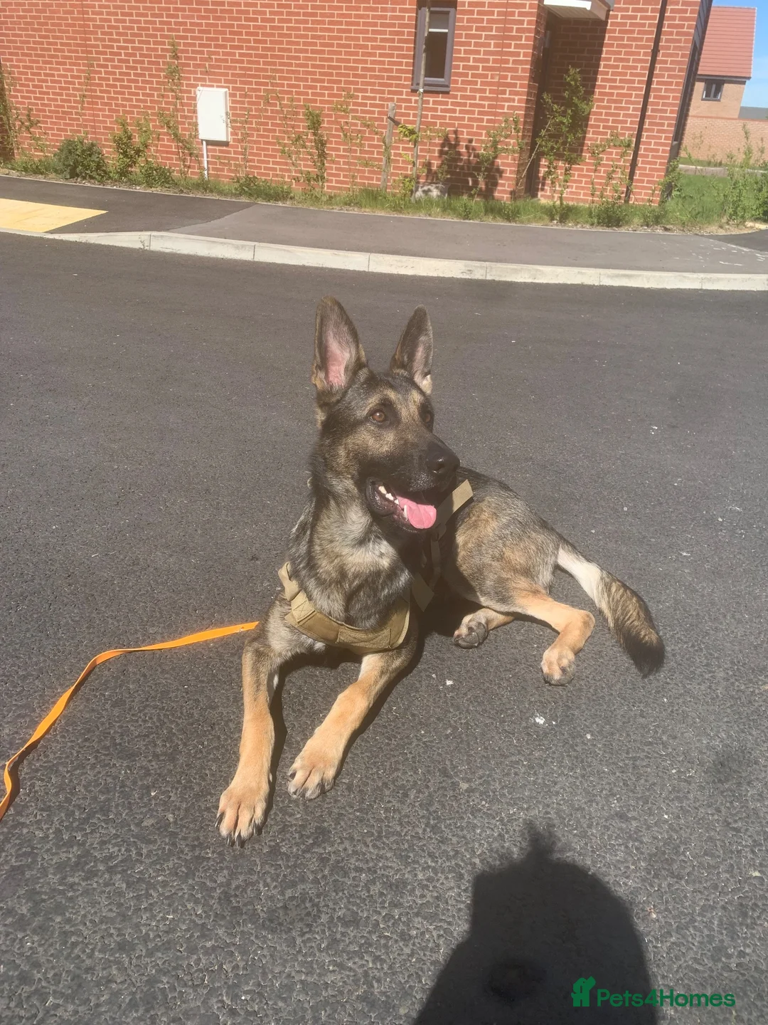 German Shepherd dogs for sale: Buster  in Maidstone - Advert 2
