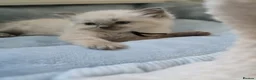 Ragdoll cats for sale: 5Gen Ped Ragdoll Kittens&Ready2Reserve - Advert 36