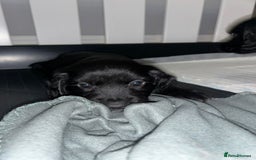 Sprocker dogs for sale: Beautiful Sprocker Pups - Advert 6