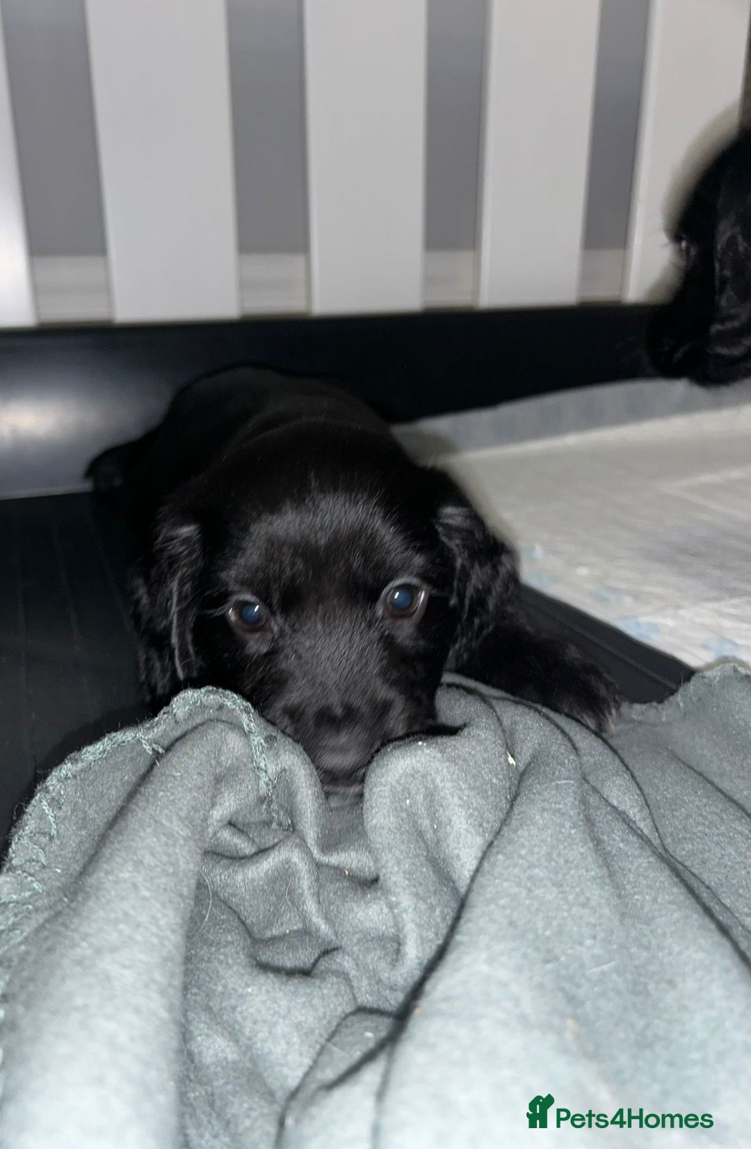 Sprocker dogs for sale: Beautiful Sprocker Pups - Advert 6