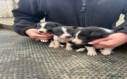 Border Collie dogs for sale: Collie pups  - Image 2
