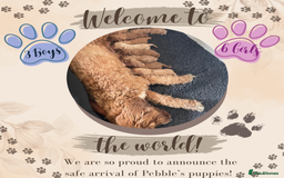 Australian Labradoodle dogs for sale: 100% Pure bred Australian Labradoodle - Image 1