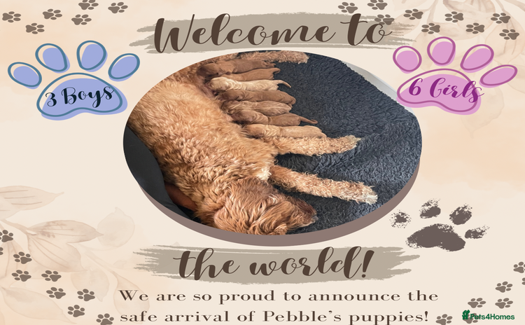 Australian Labradoodle dogs - Advert 1