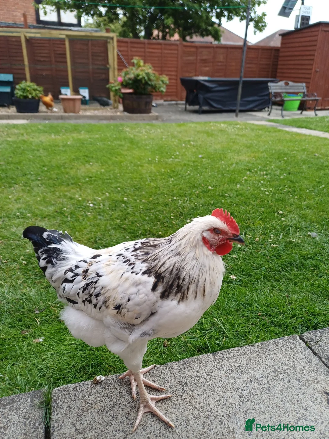 Chickens poultry for sale: Lemon: Standard size cockerel/rooster 3 months old - Advert 1