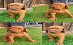 Hungarian Vizsla dogs for sale: Hungarian Vizsla KC Registered - Image 4