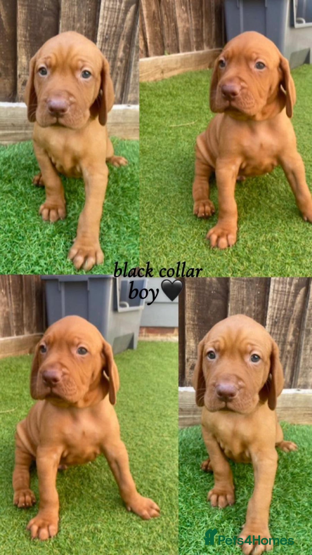 Hungarian Vizsla dogs for sale: Hungarian Vizsla KC Registered - Image 4