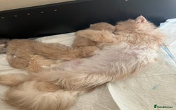 Persian cats for sale: Noushafarin Gccf reg hobby breeder  - Image 6