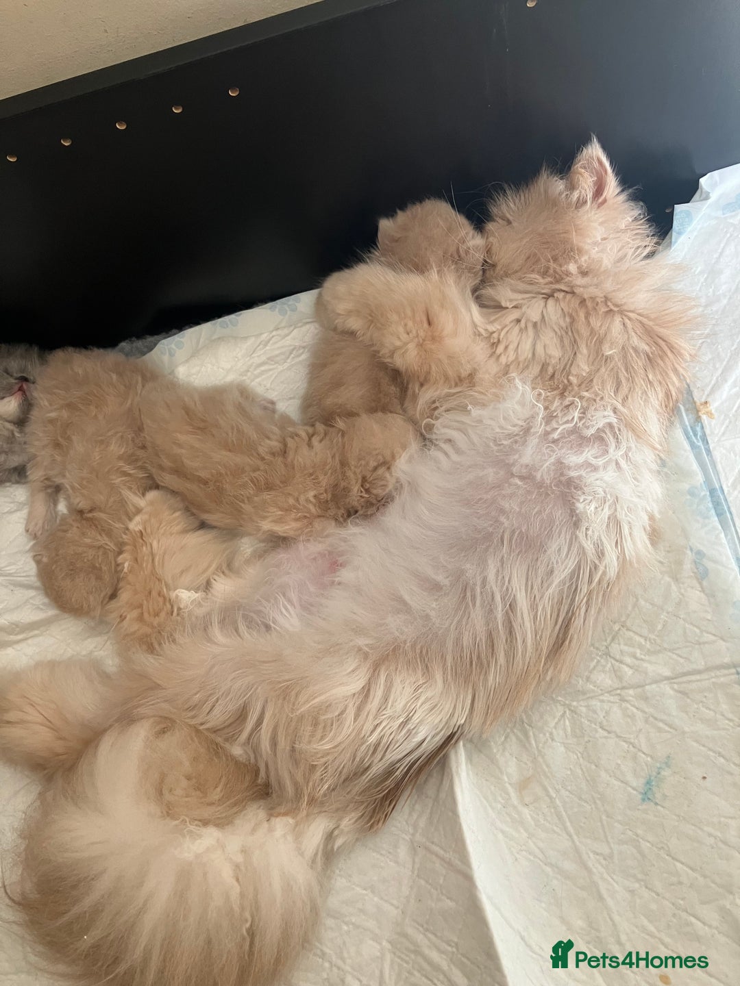 Persian cats for sale: Noushafarin Gccf reg hobby breeder  - Image 6