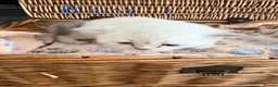 British Shorthair cats for sale: Cuteness Overload Alert! British Shorthair Kittens in Kettering - Advert 13
