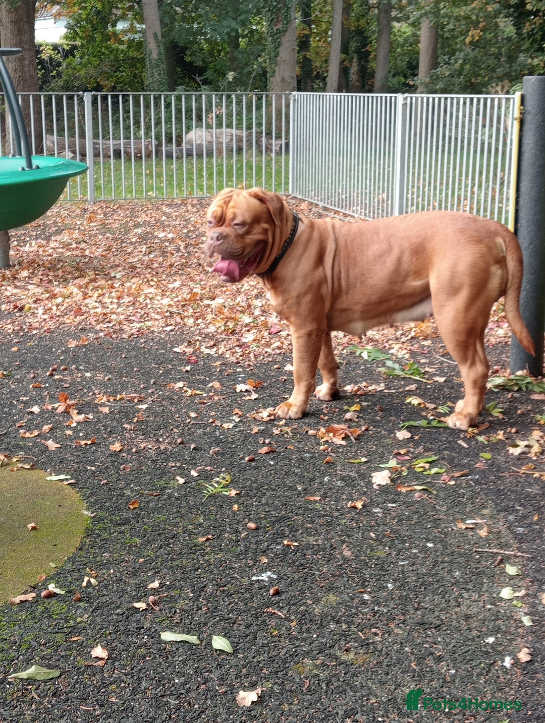 Dogue De Bordeaux dogs for sale: Beautiful dog  - Advert 2