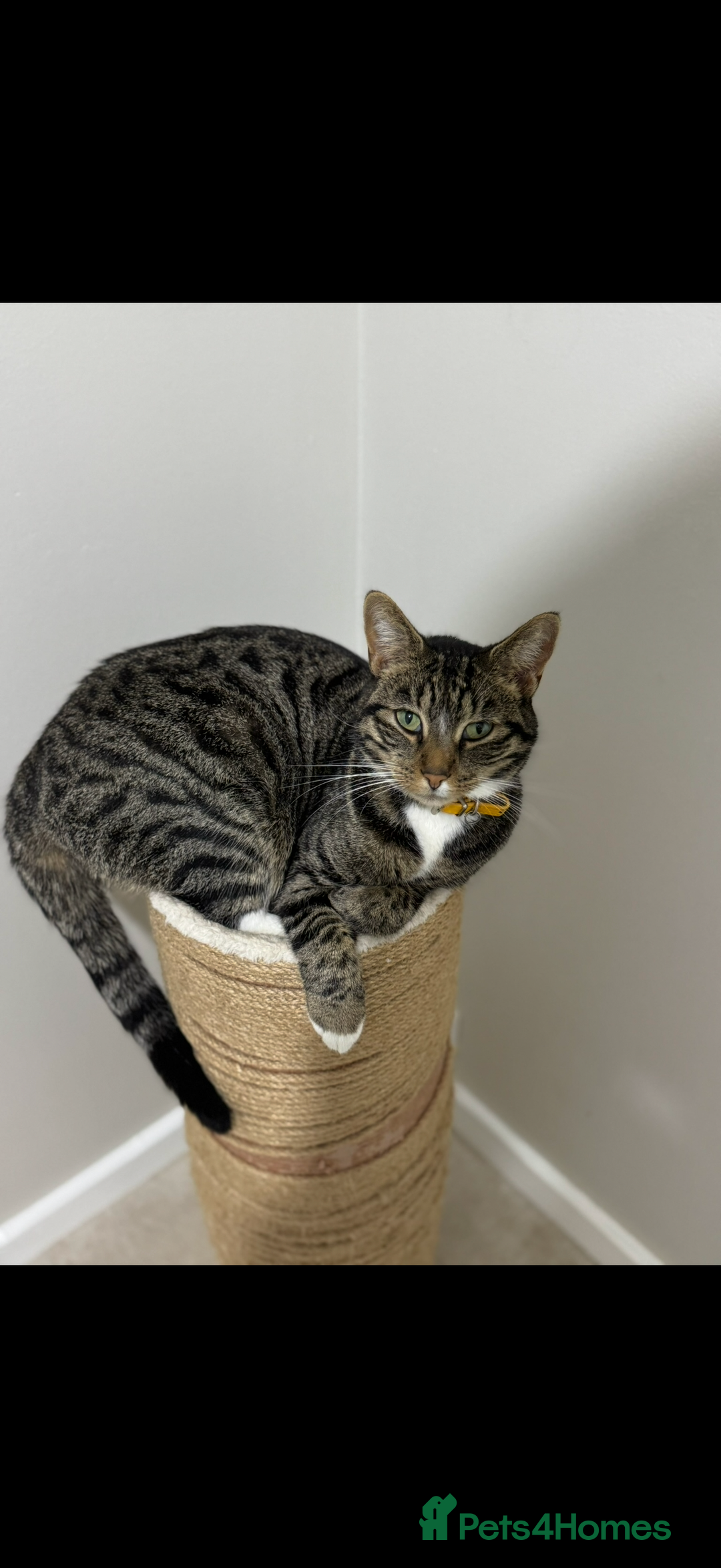 Mixed Breed cats for sale: 4 Adult cats needing new homes! - Advert 2