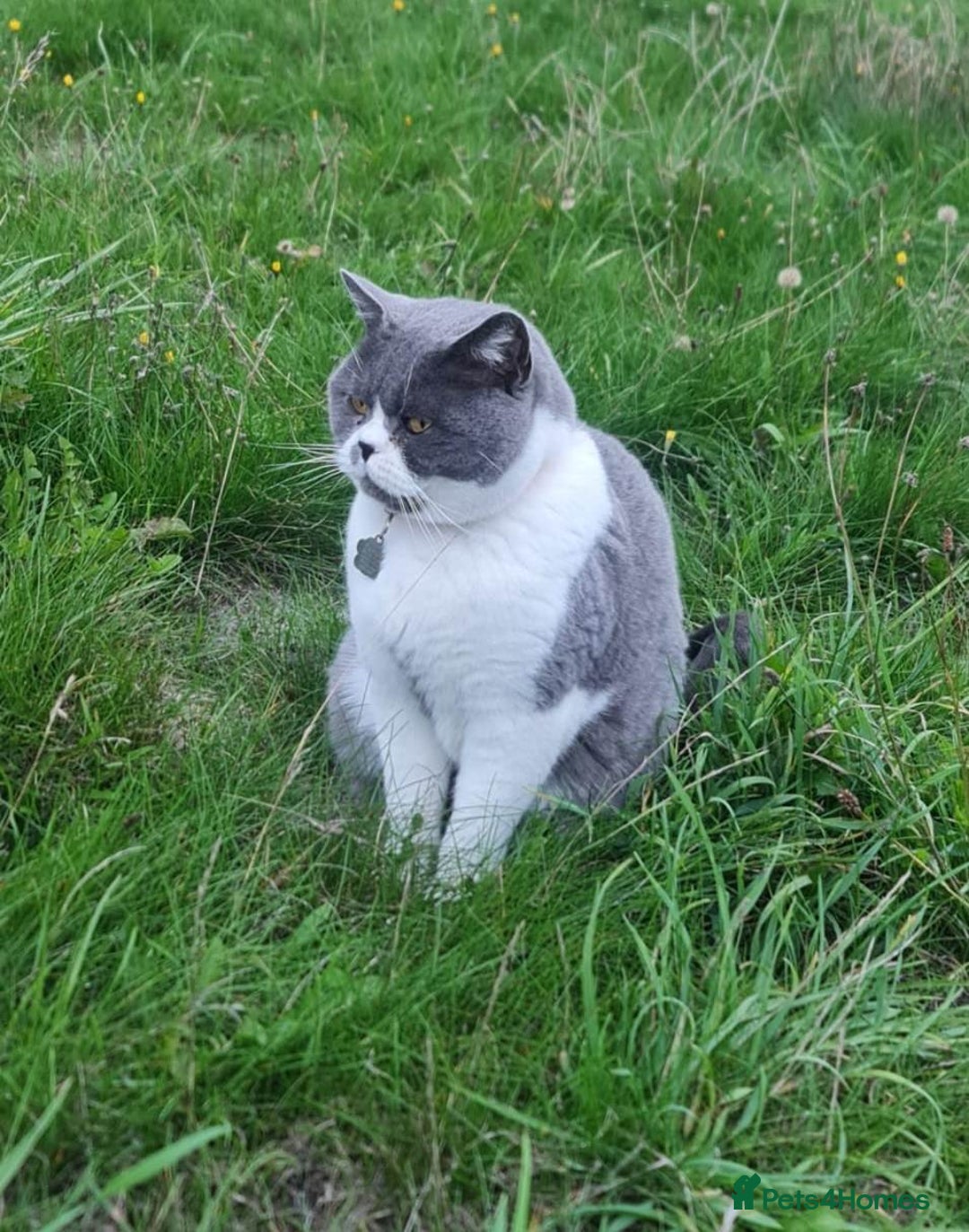 British Shorthair cats for sale: Male British Shorthair Cat - Image 1