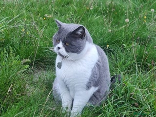 British Shorthair cats for sale - Advert 1