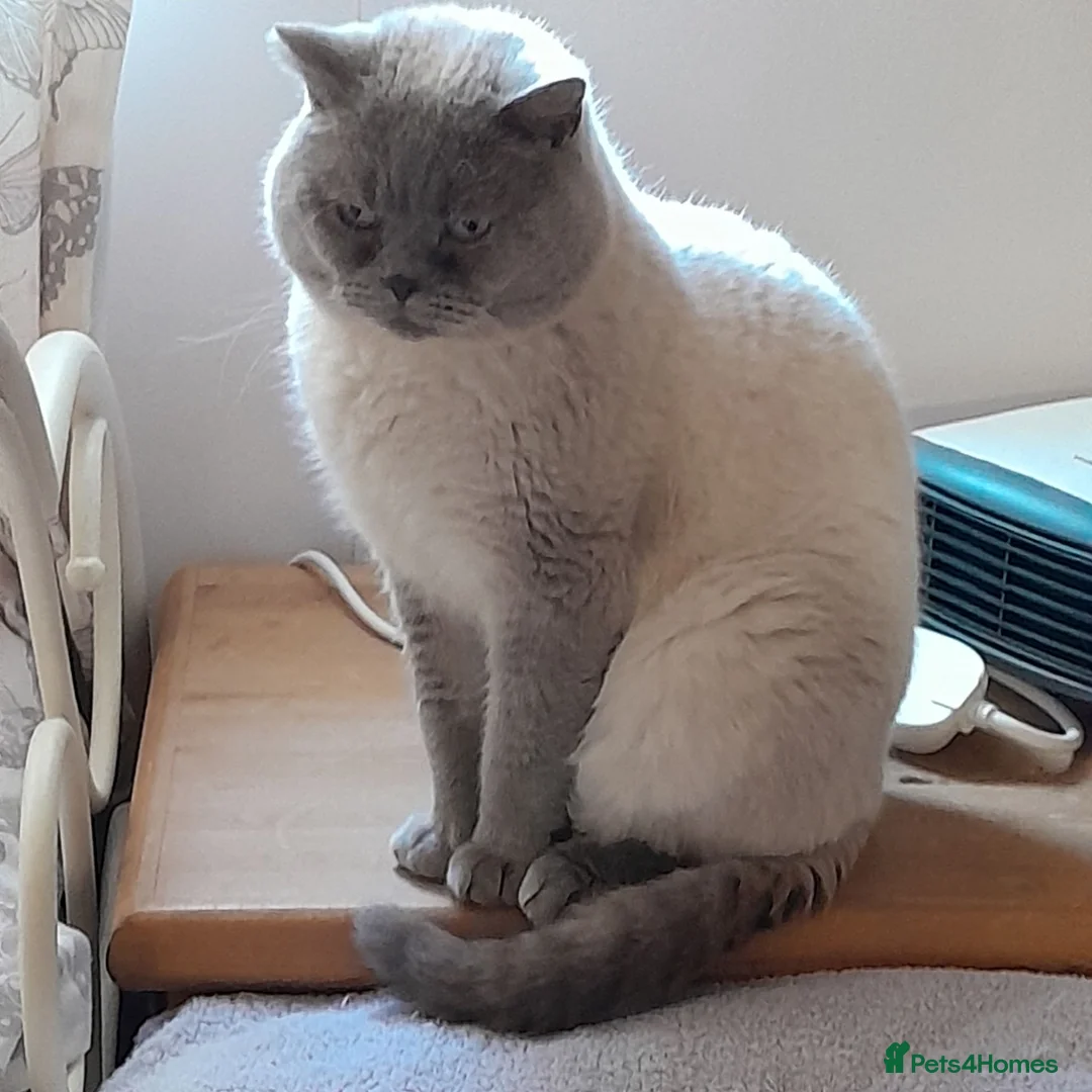 British Shorthair cats for sale: British Shorthair Lilac Colourpoint Kittens - Advert 2