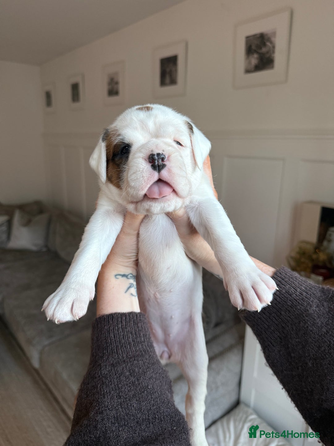 Boxer dogs for sale: 4 CHAMP BLOODLINE CHUNKY BOXER PUPS, bobtail/tail - Advert 29