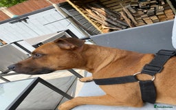 Staffordshire Bull Terrier dogs for sale: Staffordshire bull terrior - Image 4