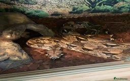 Snake reptiles for sale: Various snakes - Image 1