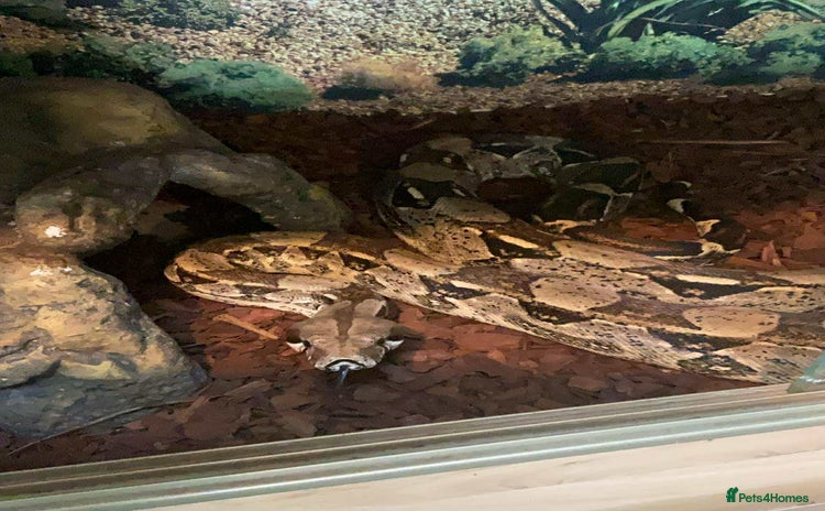 Snake reptiles - Advert 1