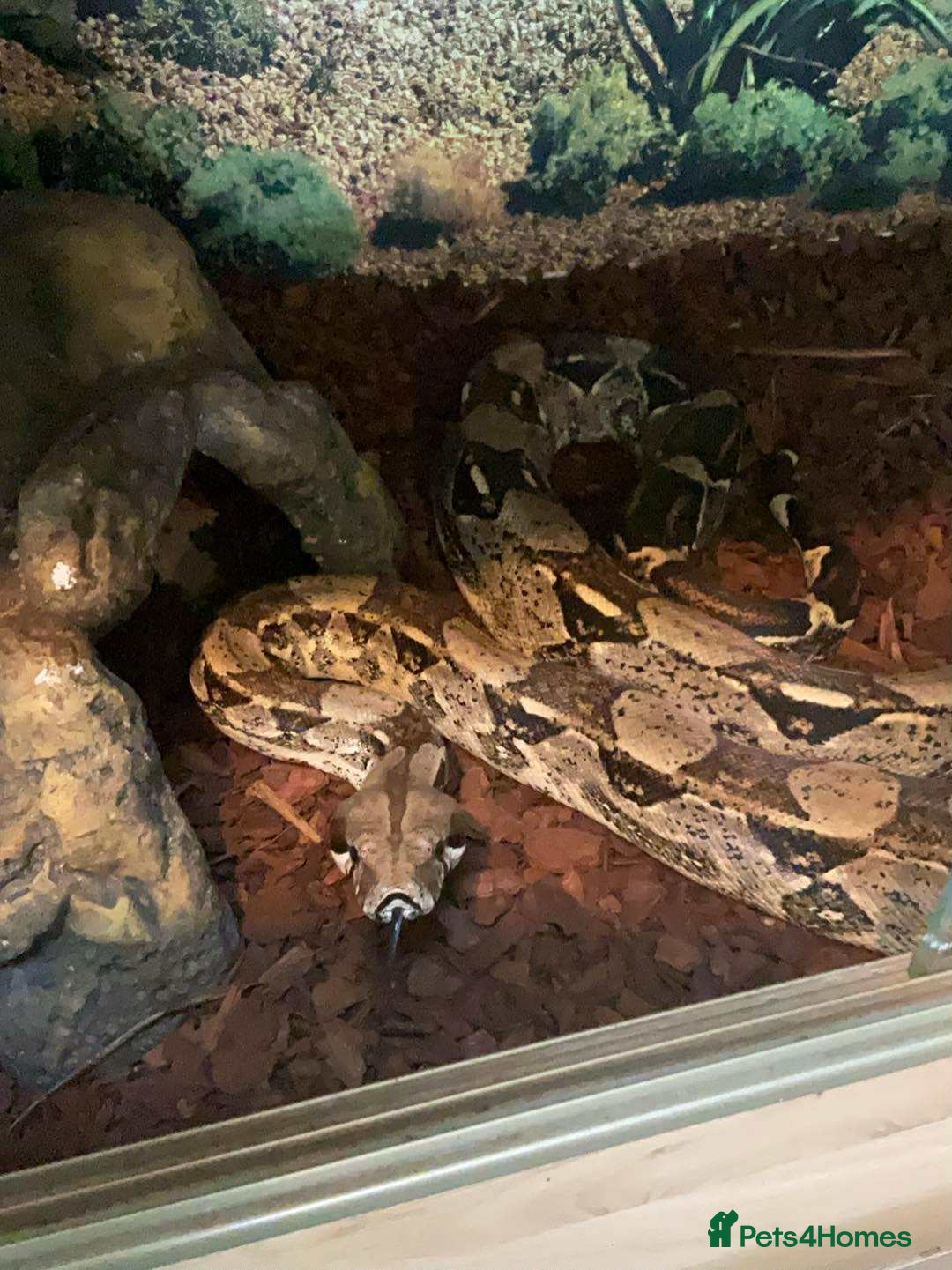 Snake reptiles for sale: Various snakes - Image 1