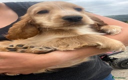 Cocker Spaniel dogs for sale: 🐾Fully Vaccinated Show Cocker Boy 🐾 - Image 7