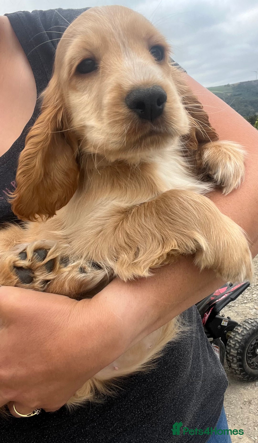 Cocker Spaniel dogs for sale: 🐾Fully Vaccinated Show Cocker Boy 🐾 - Image 7