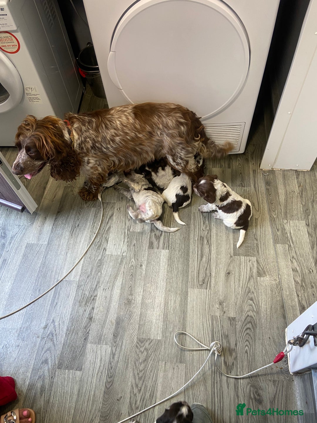 Cocker Spaniel dogs for sale: Cocker Spaniel - Image 7