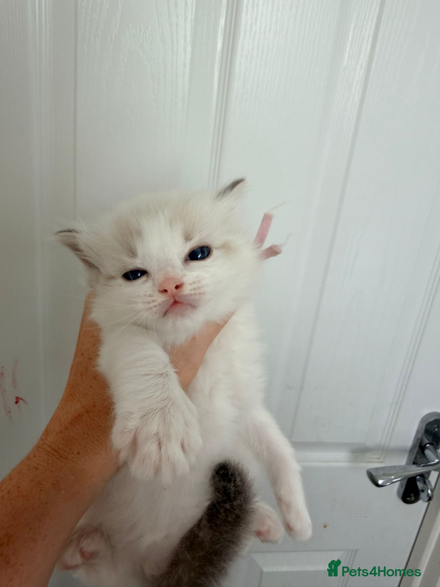 Ragdoll cats Huge ragdoll kittens looking for a  home  - Advert 11