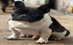 French Bulldog dogs for sale: Black brindle blanket pied bit for pet home only  - Image 3