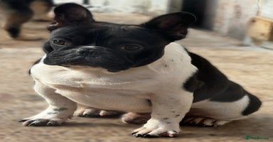 French Bulldog dogs - Advert 4