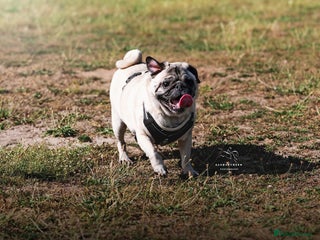 Pug dogs Free Couch potato - Advert 16