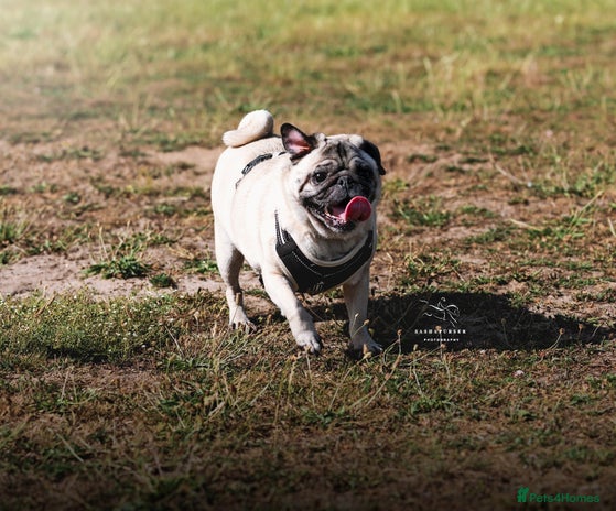 Pug dogs Free Couch potato - Advert 2
