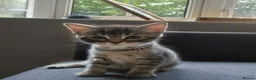 Mixed Breed cats for sale: Cuddly Tabby almost ready to leave - Advert 5