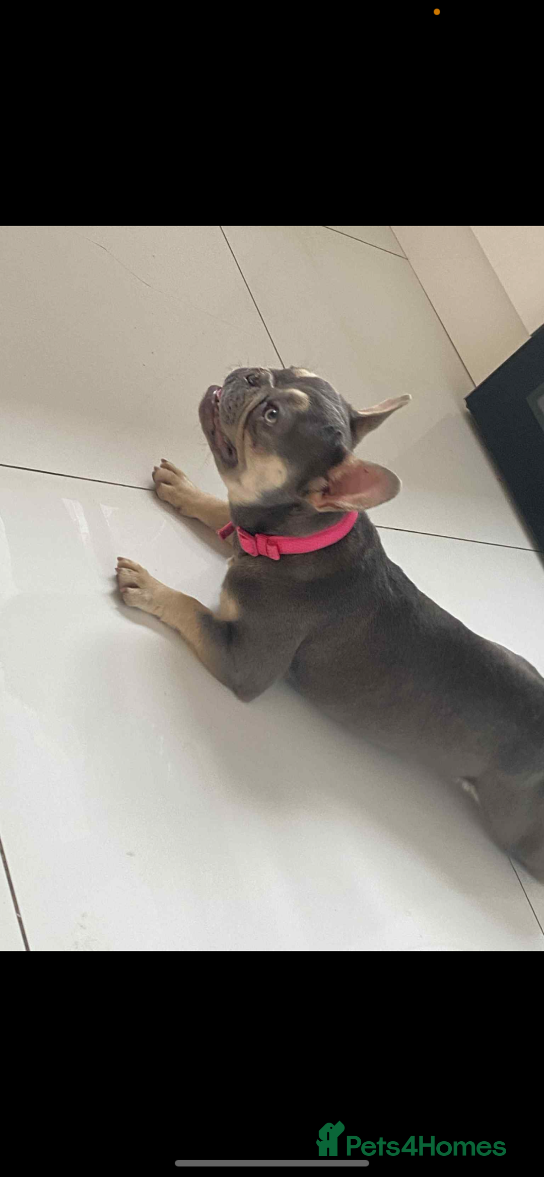 French Bulldog dogs for sale: FEMALE FRENCH BULLDOG  - Advert 2