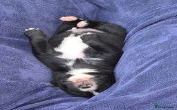 Mixed Breed dogs for sale: Short haired Collie pups - Image 12