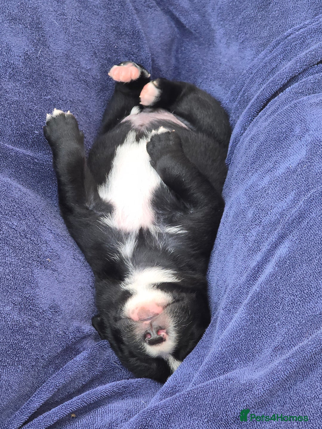 Mixed Breed dogs for sale: Short haired Collie pups - Image 12