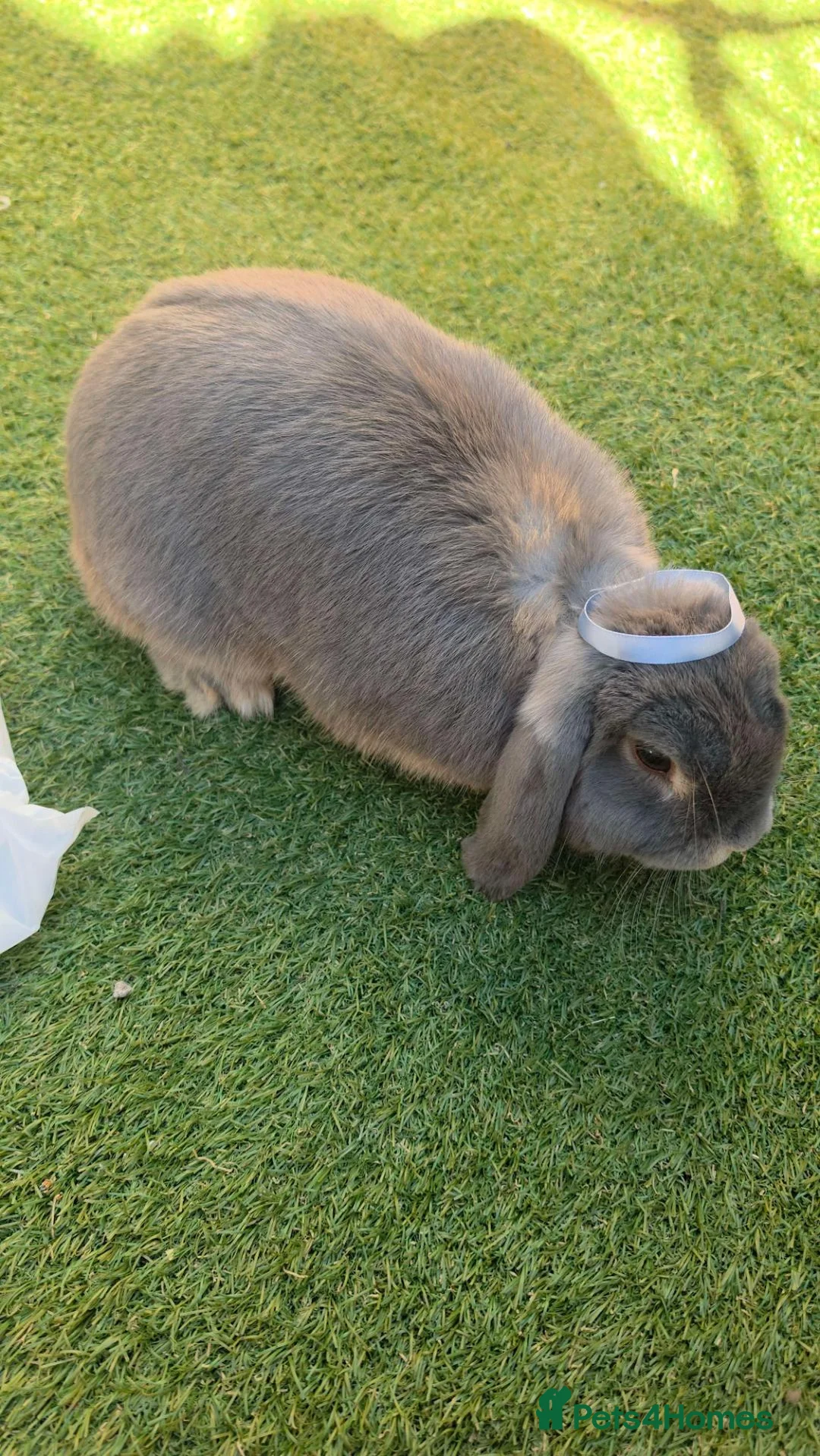 Mini Lop rabbits for sale: ‼️IN DESPERATE NEED OF HOME‼️female grey mini lop in London - Advert 2
